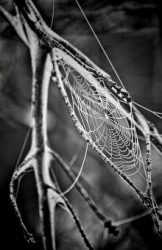 Clear Spider Webs